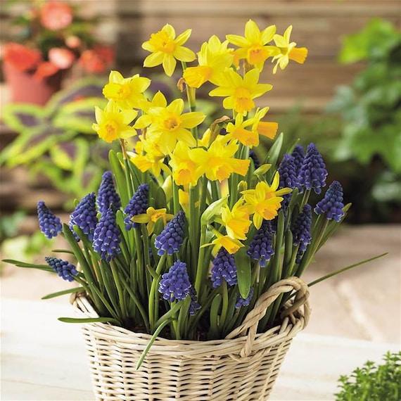 Muscari Mix, Blues And Whites - View 15 from www redcrocus com