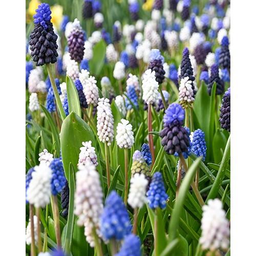 Muscari Mix, Blues And Whites - View 16 from www redcrocus com