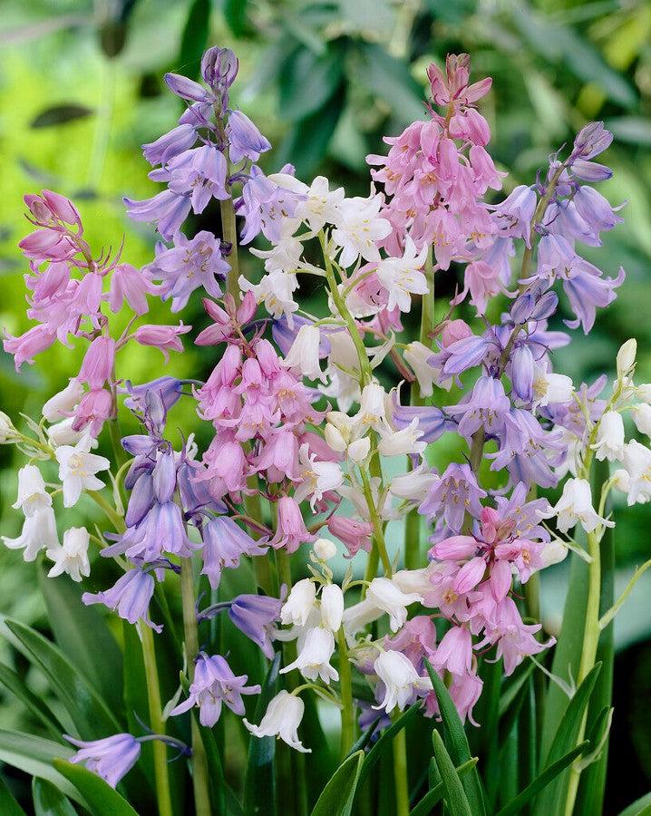 Muscari Mix, Blues And Whites - View 17 from www redcrocus com