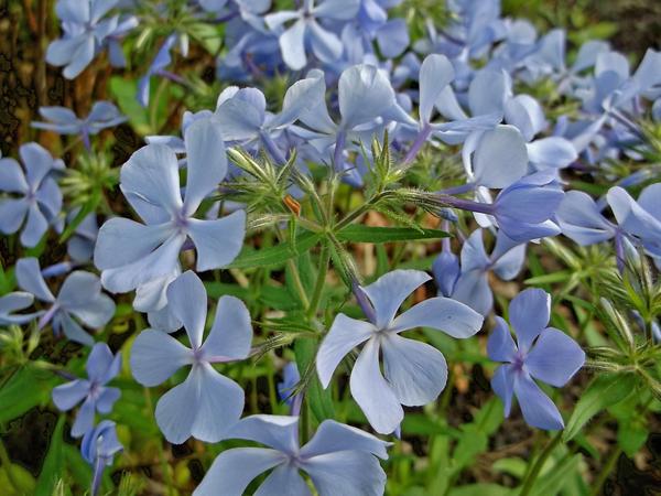 Muscari Mix, Blues And Whites - View 19 from www redcrocus com
