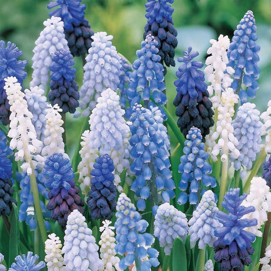 Muscari Mix, Blues And Whites - View 1 from www redcrocus com