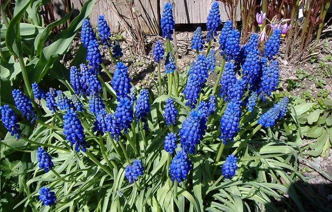 Muscari Mix, Blues And Whites - View 21 from www redcrocus com