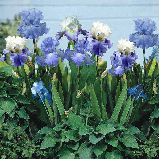 Muscari Mix, Blues And Whites - View 22 from www redcrocus com