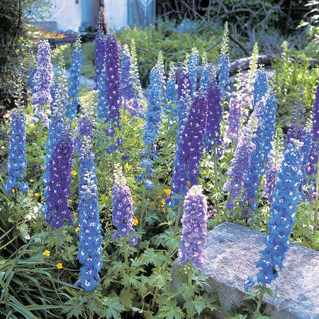Muscari Mix, Blues And Whites - View 23 from www redcrocus com