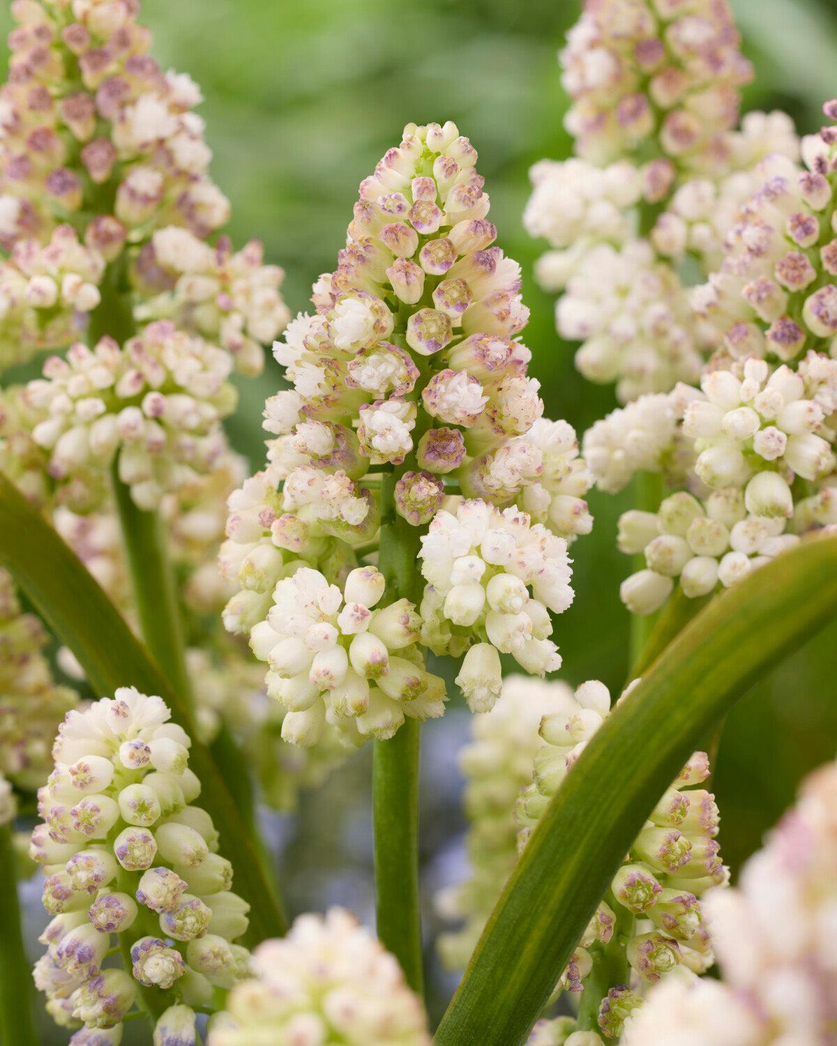 Muscari Mix, Blues And Whites - View 24 from www redcrocus com