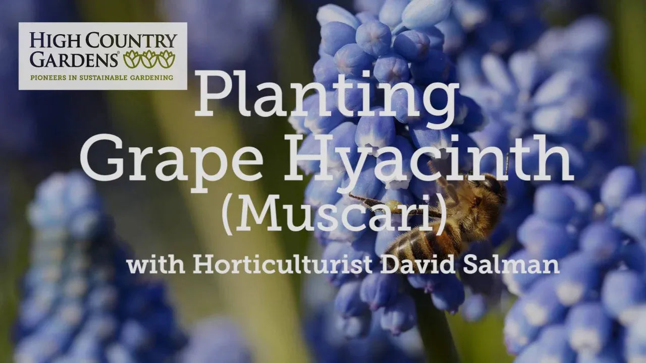 Muscari Mix, Blues And Whites - View 29 from www redcrocus com