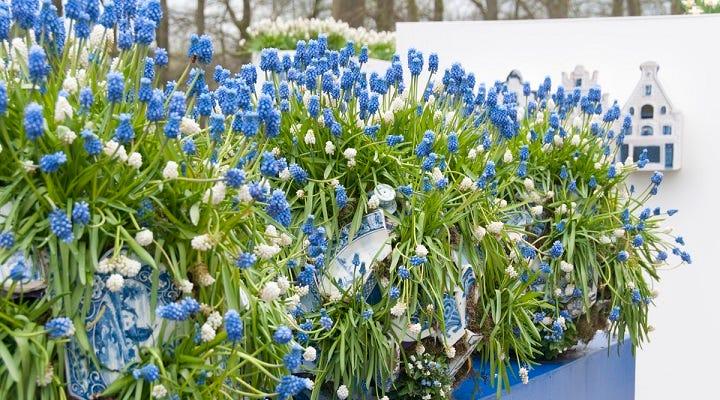 Muscari Mix, Blues And Whites - View 3 from www redcrocus com