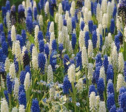 Muscari Mix, Blues And Whites - View 5 from www redcrocus com