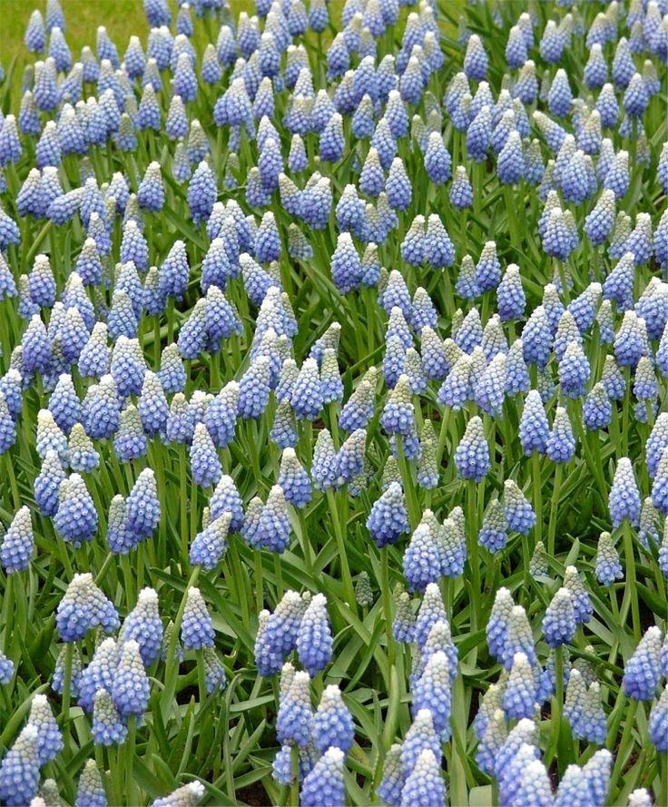 Muscari Mix, Blues And Whites - View 8 from www redcrocus com
