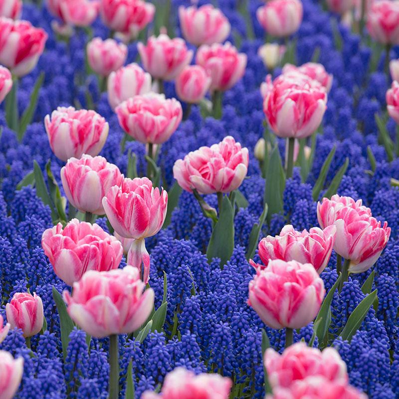 Muscari Mix, Blues And Whites - View 9 from www redcrocus com