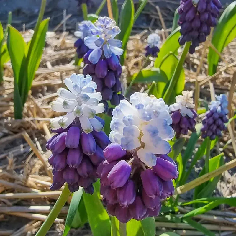 Muscari 'latifolium', Blue With White - View 19 from www redcrocus com