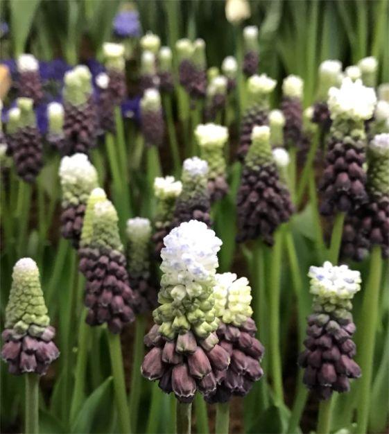 Muscari 'latifolium', Blue With White - View 1 from www redcrocus com
