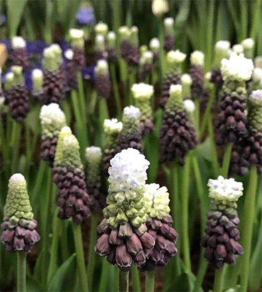 Muscari 'latifolium', Blue With White - View 1 from www redcrocus com