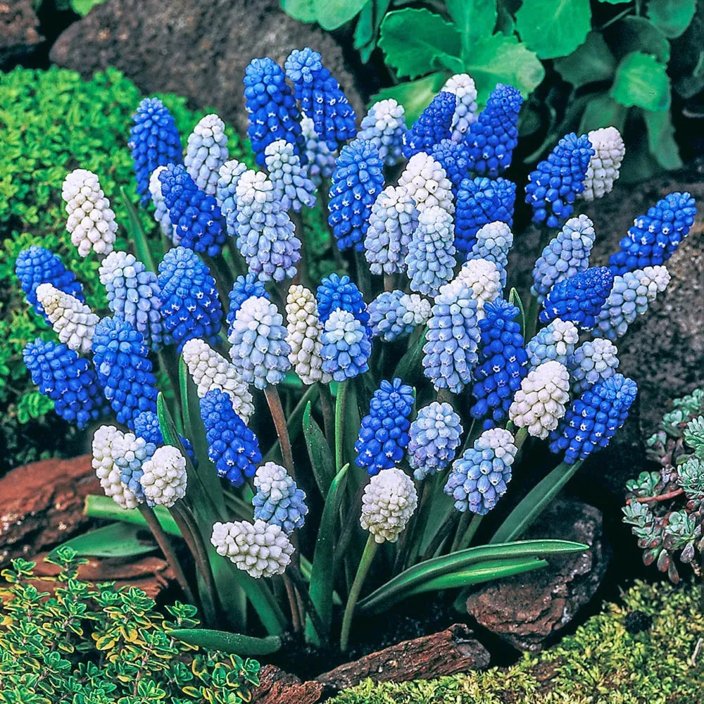 Muscari 'latifolium', Blue With White - View 22 from www redcrocus com