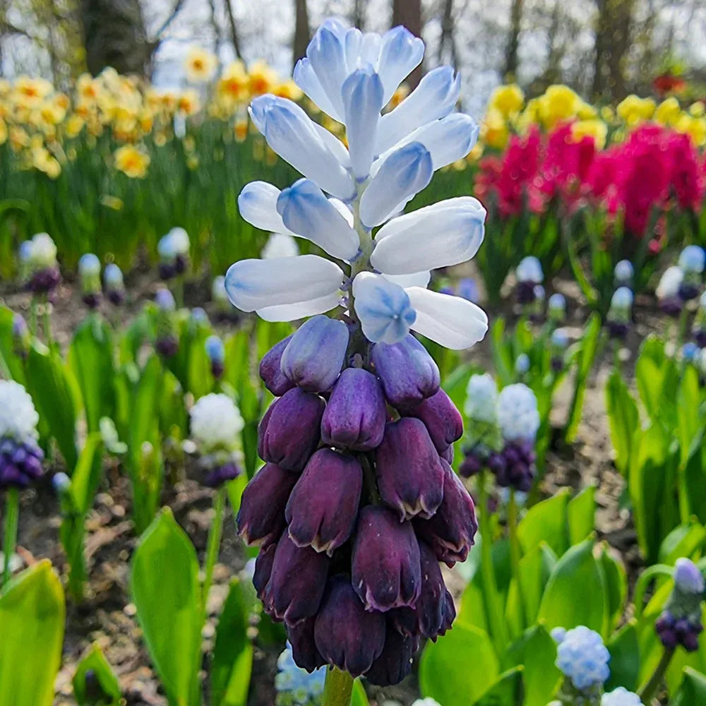 Muscari 'latifolium', Blue With White - View 2 from www redcrocus com