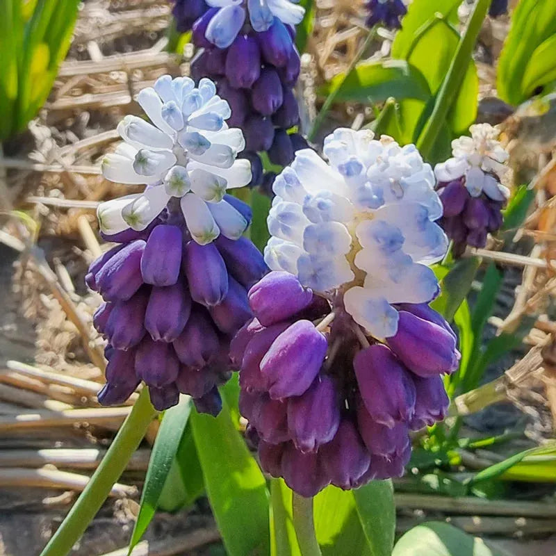 Muscari 'latifolium', Blue With White - View 8 from www redcrocus com