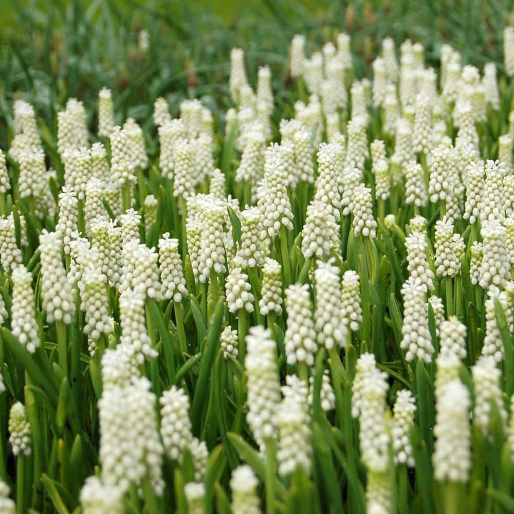 Muscari Botryoides 'white Pearl', White - View 12 from www redcrocus com