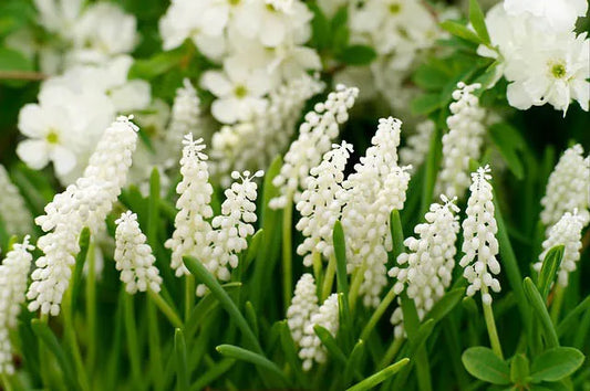 Muscari Botryoides 'white Pearl', White - View 1 from www redcrocus com
