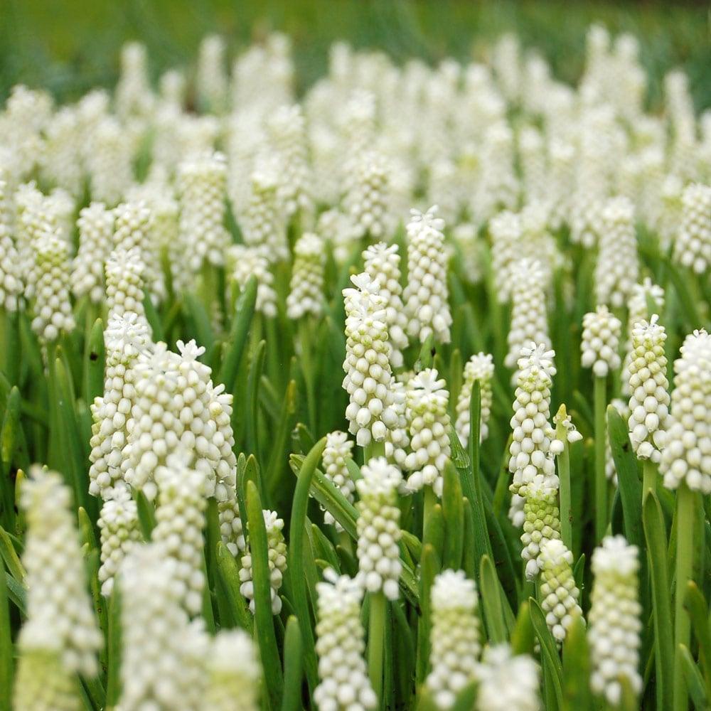 Muscari Botryoides 'white Pearl', White - View 21 from www redcrocus com