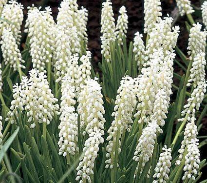 Muscari Botryoides 'white Pearl', White - View 22 from www redcrocus com