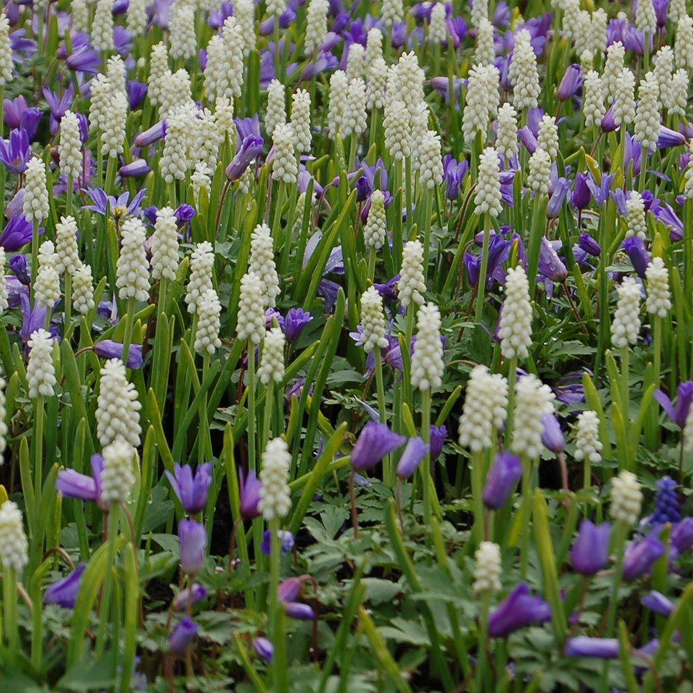 Muscari Botryoides 'white Pearl', White - View 24 from www redcrocus com