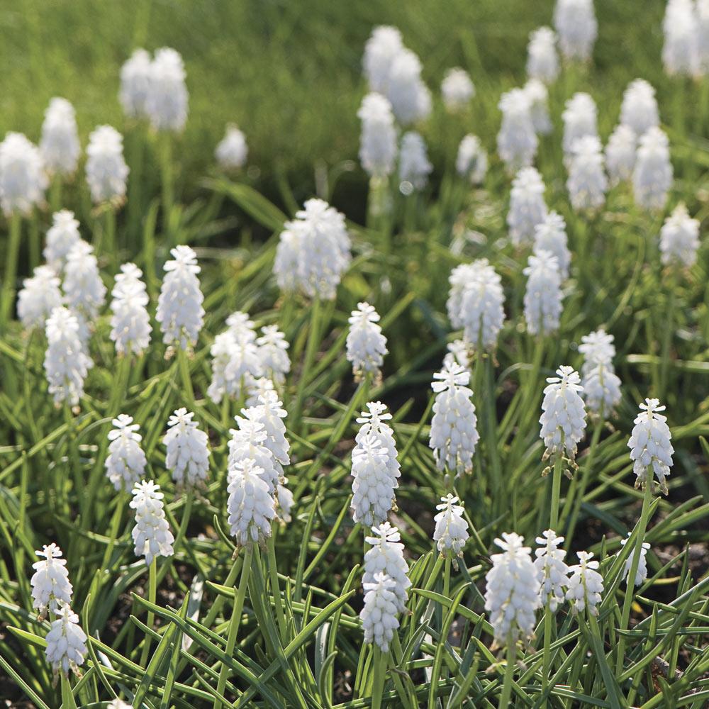 Muscari Botryoides 'white Pearl', White - View 25 from www redcrocus com