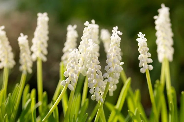 Muscari Botryoides 'white Pearl', White - View 7 from www redcrocus com