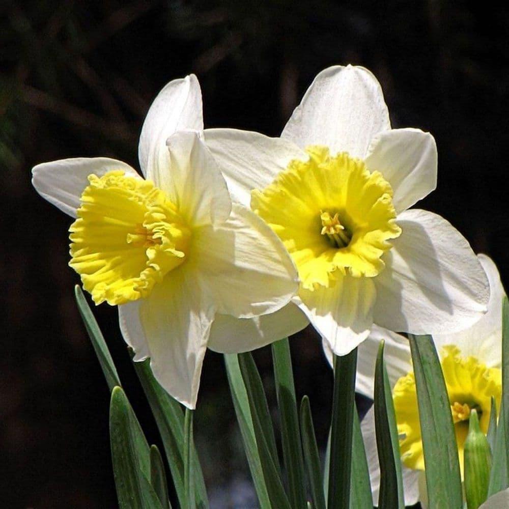 Daffodil Large Cup Ice Follies Silver White With Large Pale Yellow Cup - View 10 from www redcrocus com