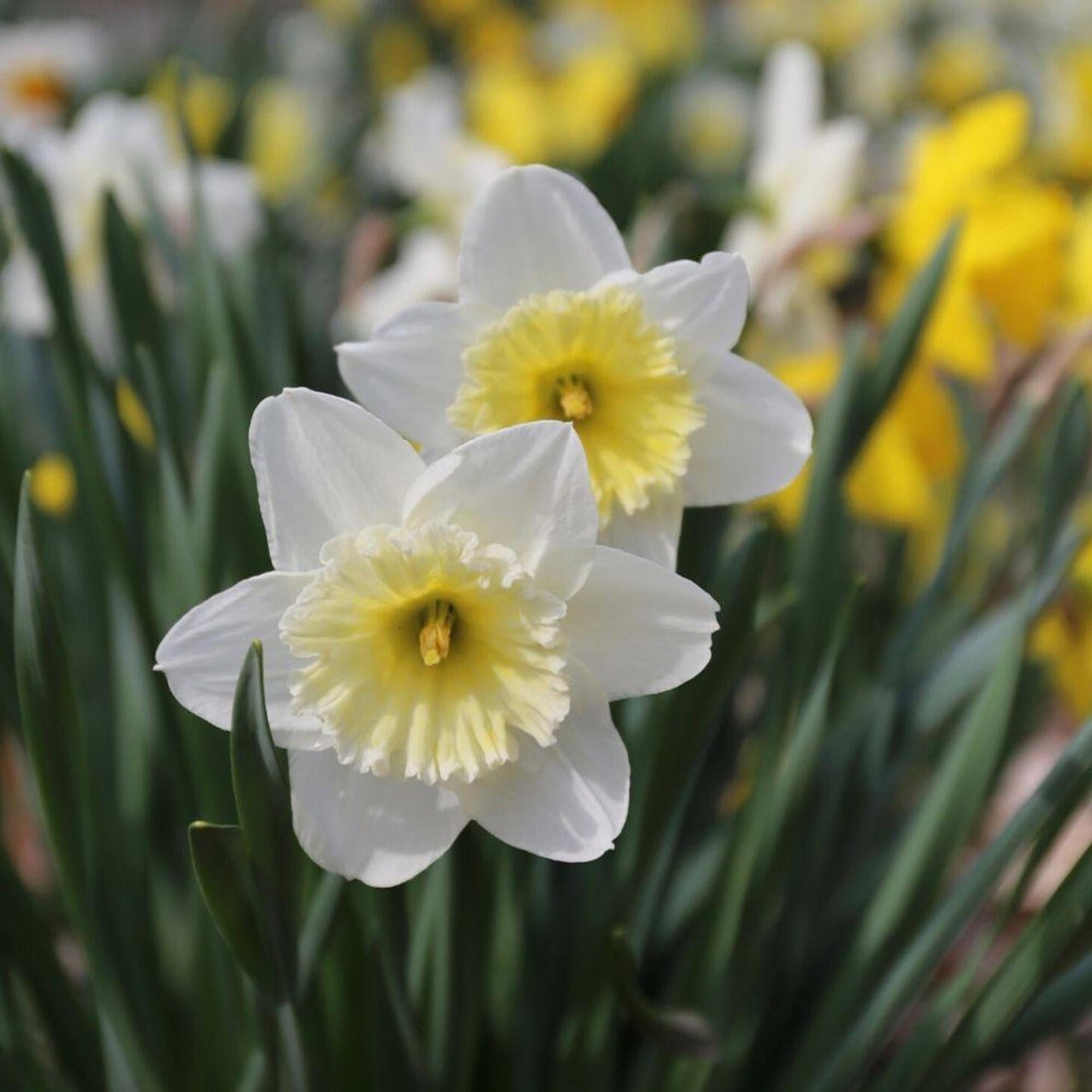 Daffodil Large Cup Ice Follies Silver White With Large Pale Yellow Cup - View 17 from www redcrocus com