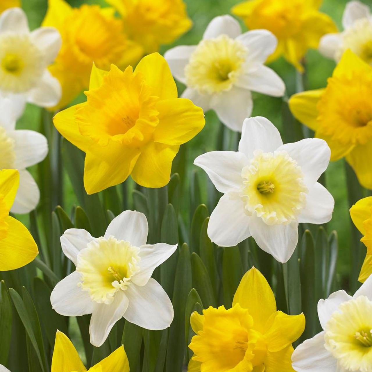 Daffodil Large Cup Ice Follies Silver White With Large Pale Yellow Cup - View 2 from www redcrocus com