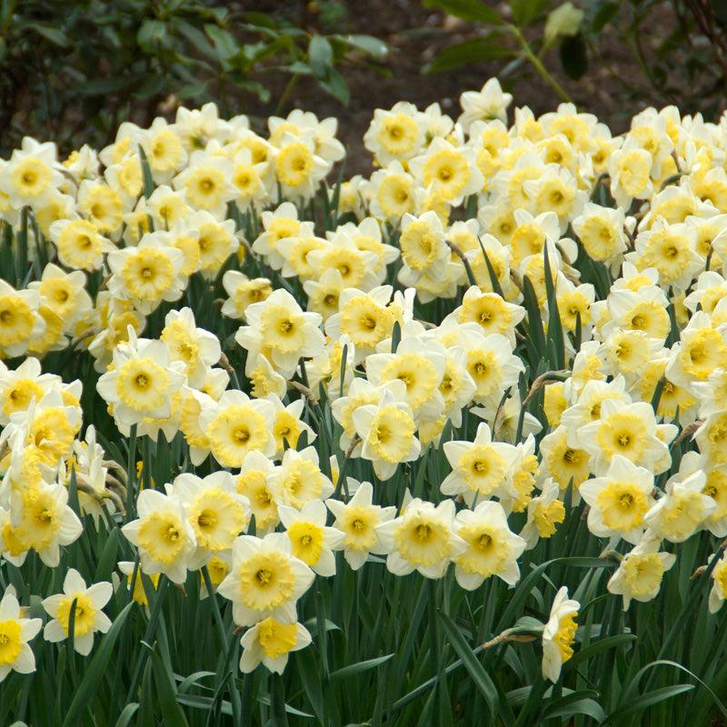 Daffodil Large Cup Ice Follies Silver White With Large Pale Yellow Cup - View 3 from www redcrocus com