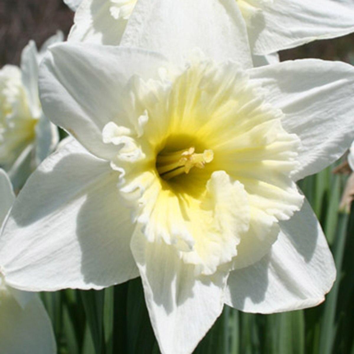 Daffodil Large Cup Ice Follies Silver White With Large Pale Yellow Cup - View 4 from www redcrocus com