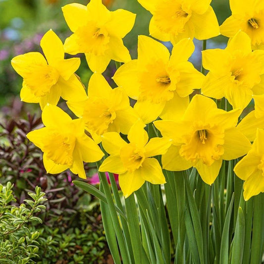 Daffodil, Large Cup, 'carlton', Bright Yellow - View 10 from www redcrocus com