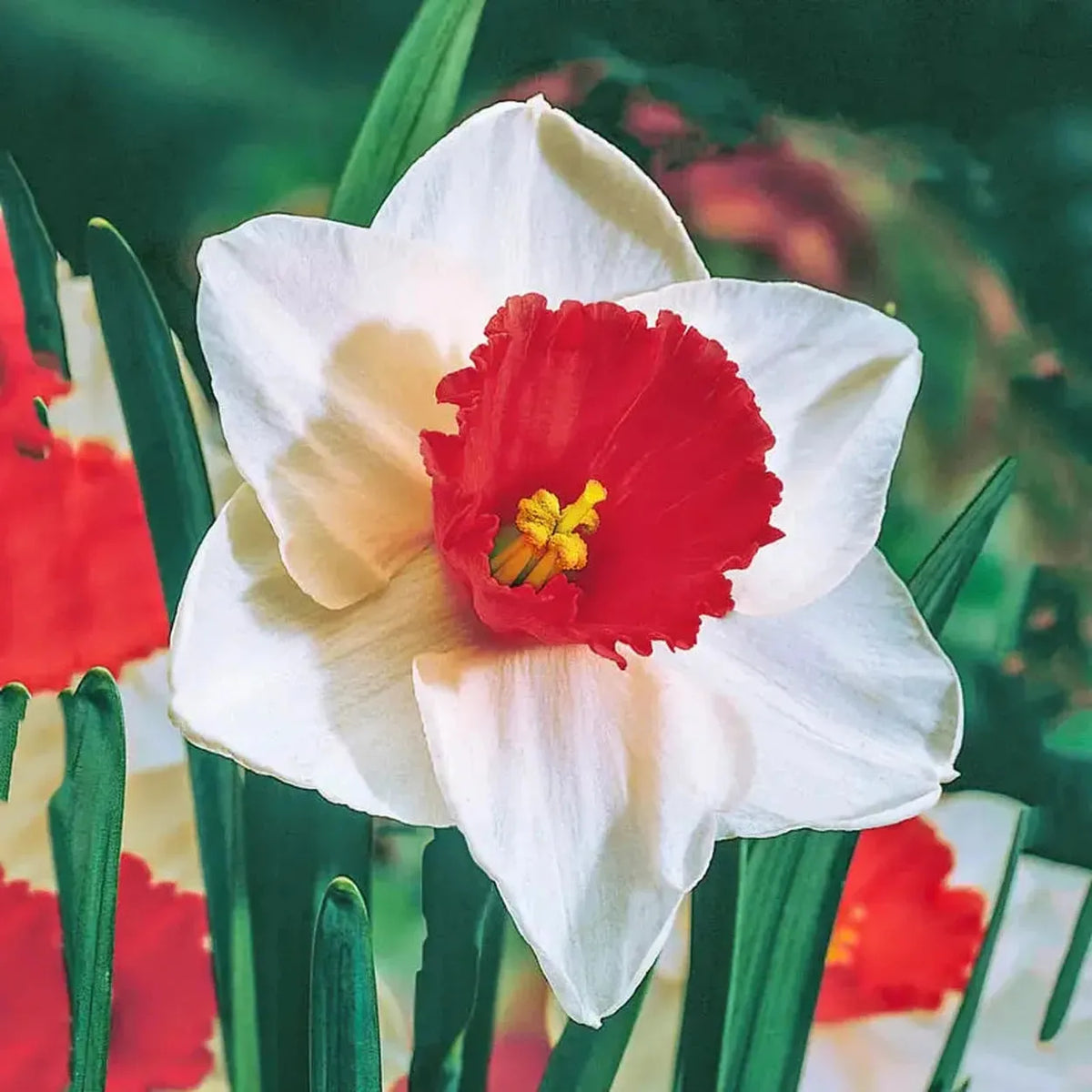 Daffodil, Large Cup, 'peaches And Cream', White With Pink Cup - View 14 from www redcrocus com