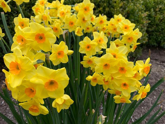 Daffodil, Bunch Flowering, 'martinette', Yellow With Orange Cup - View 1 from www redcrocus com