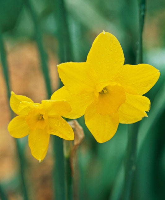 Daffodil, Small Cup, 'february Gold', Golden Yellow - View 10 from www redcrocus com