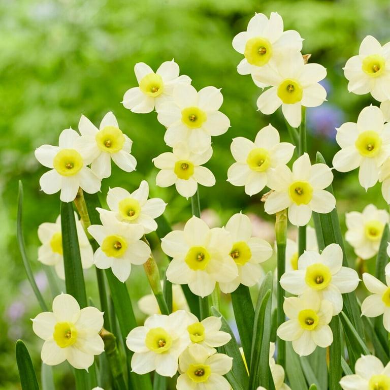 Daffodil, Small Cup, 'mbulbs Innow', White Or Pale Yellow Petals With Yellow Cup - View 16 from www redcrocus com