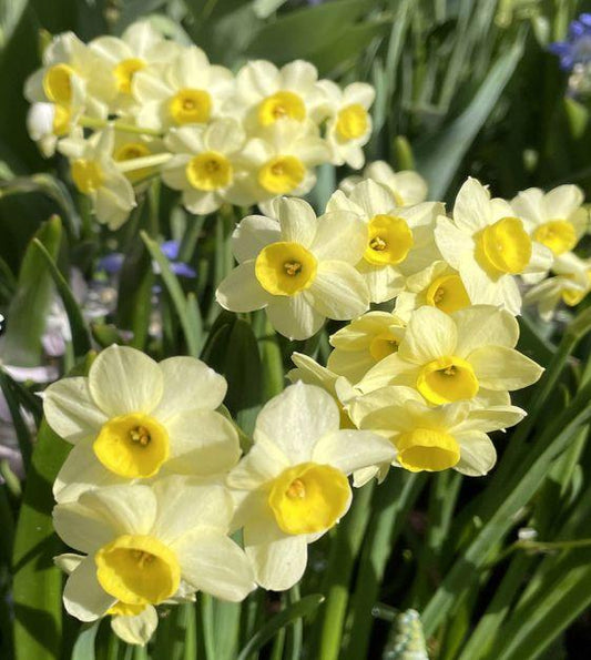 Daffodil, Small Cup, 'mbulbs Innow', White Or Pale Yellow Petals With Yellow Cup - View 1 from www redcrocus com