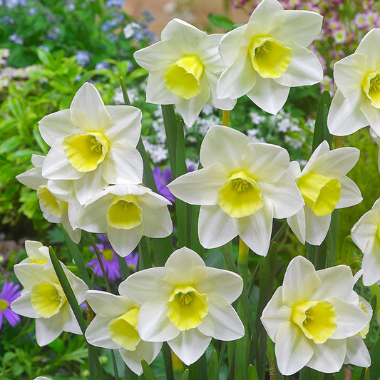 Daffodil, Small Cup, 'pueblo', Ivory White With Lemon Yellow Cup - View 10 from www redcrocus com