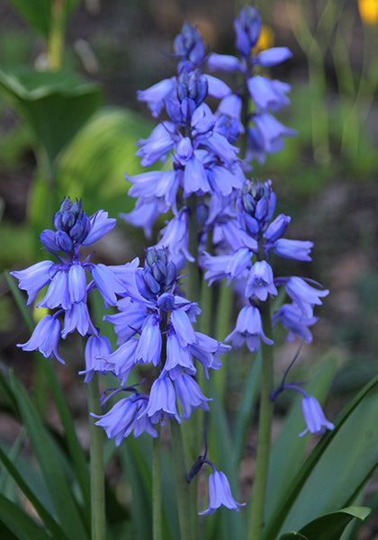 Sky Blue Spanish Bluebell-Light Blue-Charming bell-shaped flowers  250 in  Box
