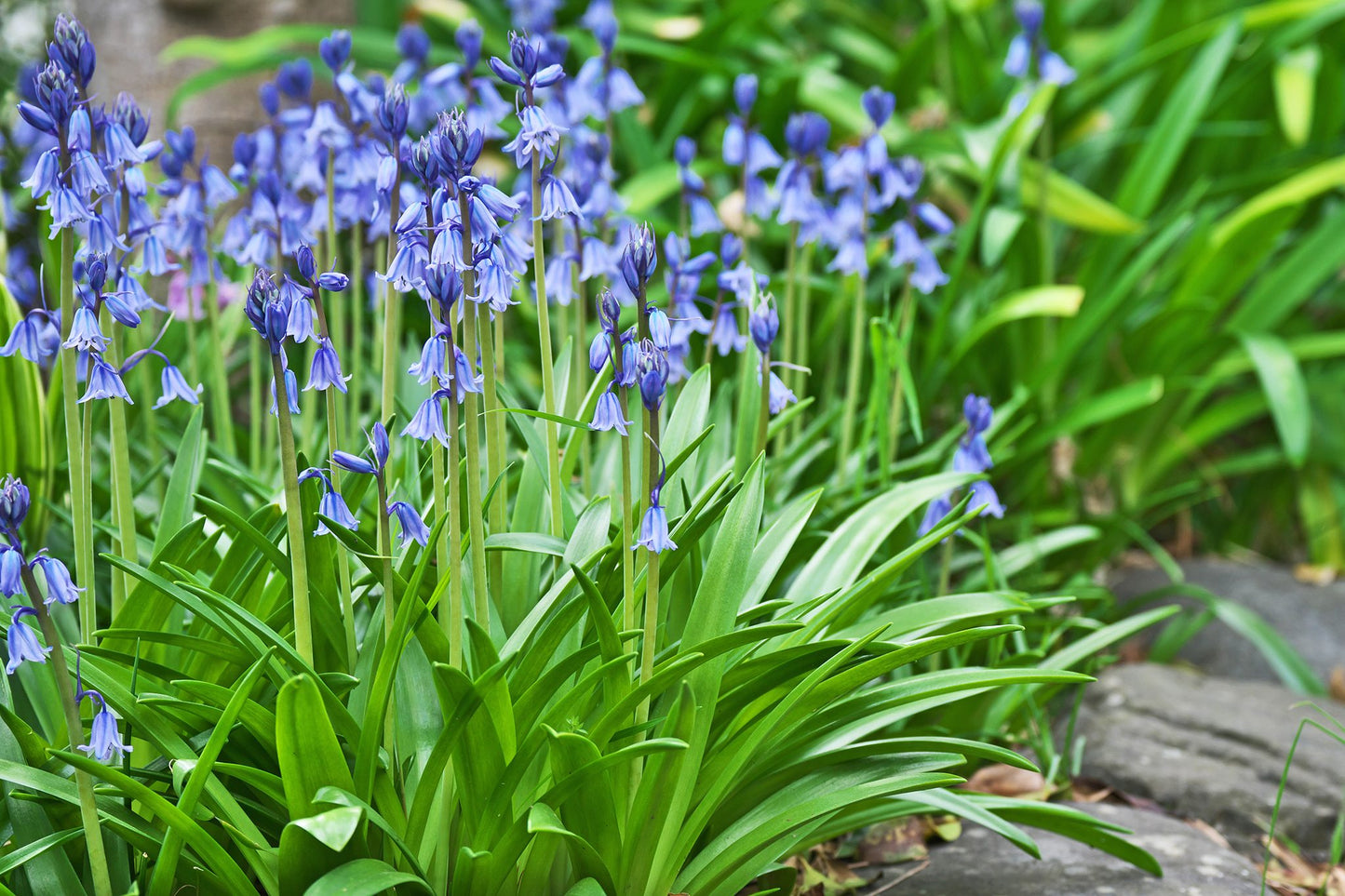 Sky Blue Spanish Bluebell-Light Blue-Charming bell-shaped flowers  250 in  Box