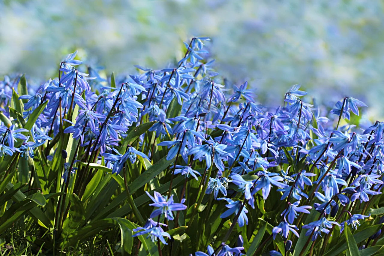 Sky Blue Spanish Bluebell-Light Blue-Charming bell-shaped flowers  250 in  Box