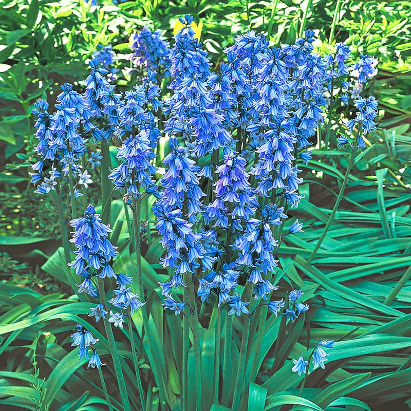 Sky Blue Spanish Bluebell-Light Blue-Charming bell-shaped flowers  250 in  Box