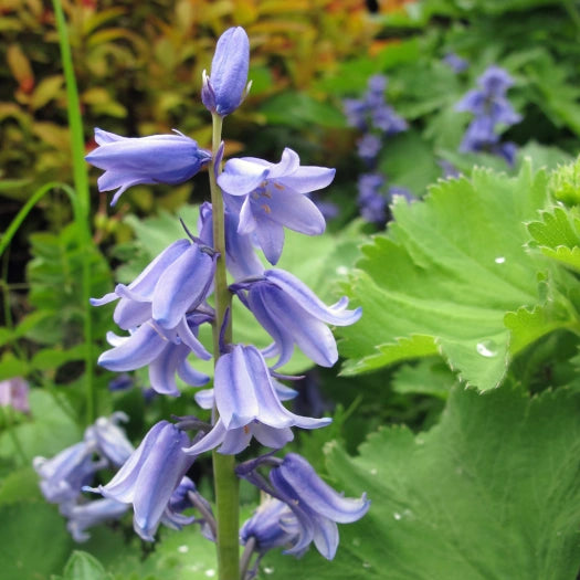 Sky Blue Spanish Bluebell-Light Blue-Charming bell-shaped flowers  250 in  Box