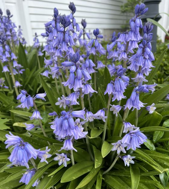 Sky Blue Spanish Bluebell-Light Blue-Charming bell-shaped flowers  250 in  Box