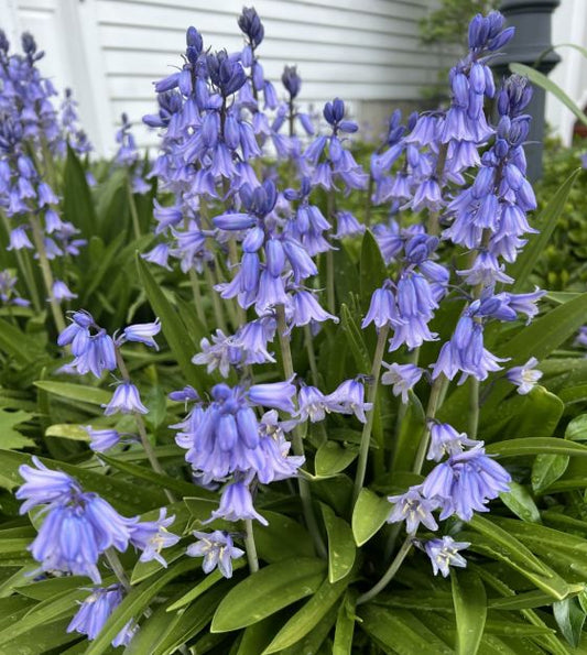 Sky Blue Spanish Bluebell-Light Blue-Charming bell-shaped flowers  250 in  Box