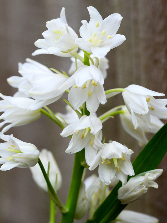 White Spanish Bluebells-Bulbous Perennial-Charming Bell-Shaped Flowers  250 in  Box