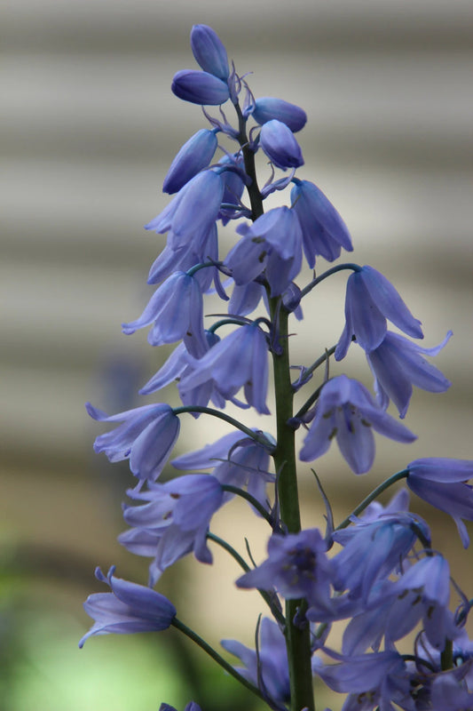 Spanish Bluebells-Mixture-Charming perennial flowers  250 in  Box