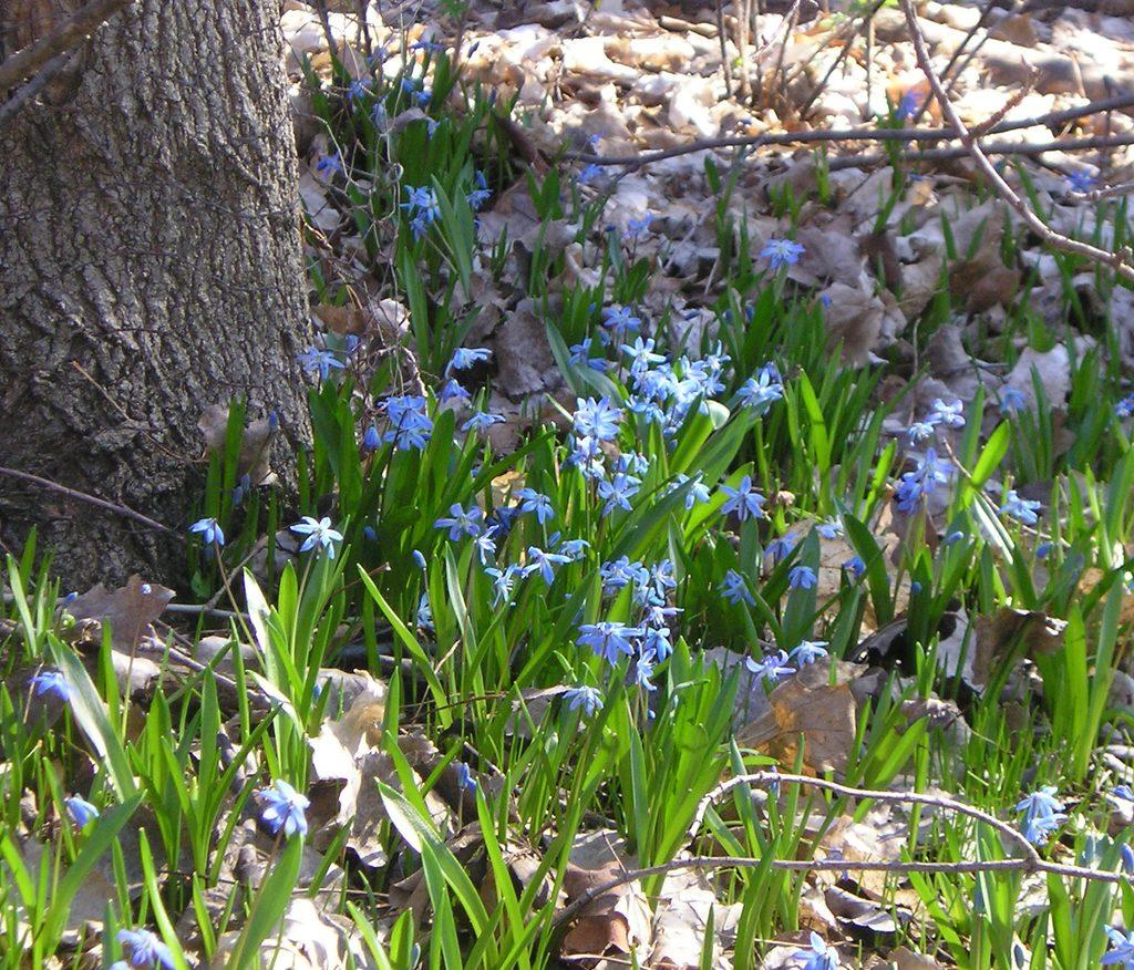 Scilla Siberica, Blue - View 10 from www redcrocus com