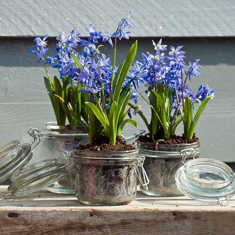 Scilla Siberica, Blue - View 11 from www redcrocus com